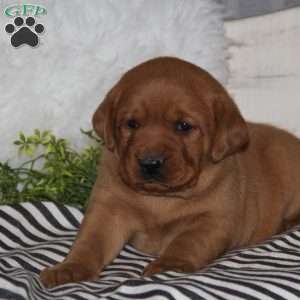 Cooper, Fox Red Labrador Retriever Puppy